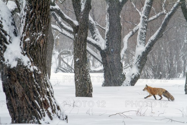 Red fox (vulpes vulpes), Fox walking on a snow-covered park, Large view, Province of Quebec, Canada, North America
