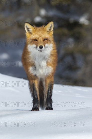 Red fox (vulpes vulpes), Fox standing on the snow and looking ahead, Portrait, Eyes almost closed due to the sun, Province of Quebec, Canada, North America
