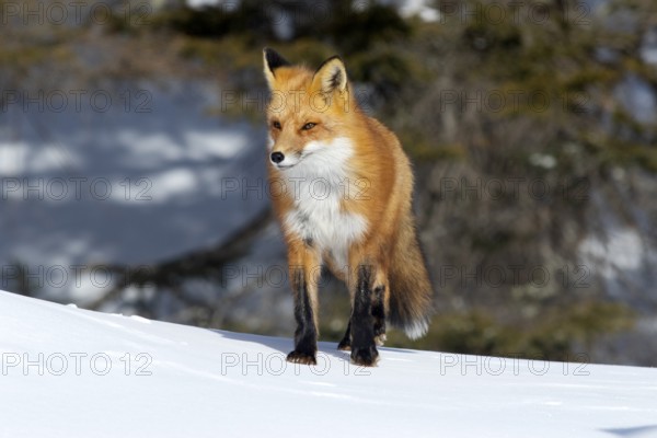 Red fox (vulpes vulpes), Fox standing on the snow and looking ahead, Portrait, Province of Quebec, Canada, North America