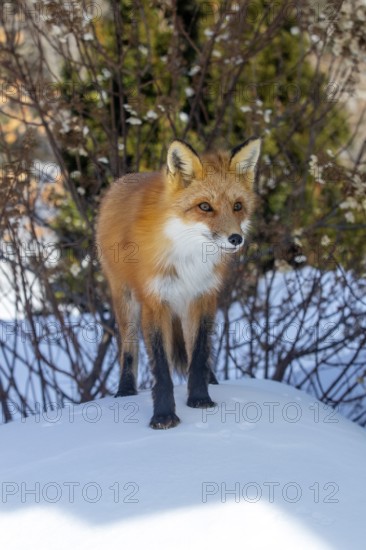 Red fox (vulpes vulpes), Fox standing on the snow and looking ahead, Portrait, Province of Quebec, Canada, North America