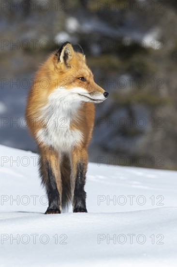 Red fox (vulpes vulpes), Fox standing on the snow and looking sideways, Portrait, Clause-up, Province of Quebec, Canada, North America