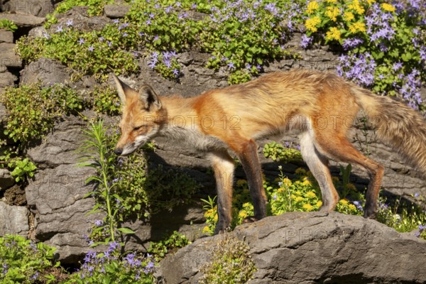 Red fox (Vulpes vulpes), Fox standing on a rock and looking for a prey, Montreal botanical garden, Province of Quebec, Canada, North America