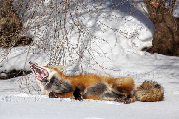 Red fox (Vulpes vulpes), Fox lying on snow and yawning, Mouth wide open, Close-up, Province of Quebec, Canada, North America