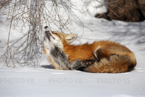 Red fox (Vulpes vulpes), Fox lying on snow and looking a flying bird, Close-upProvince of Quebec, Canada, North America