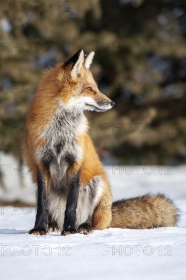 Red fox (Vulpes vulpes), Fox sitting on snow and looking sideways, Close-up, Province of Quebec, Canada, North America