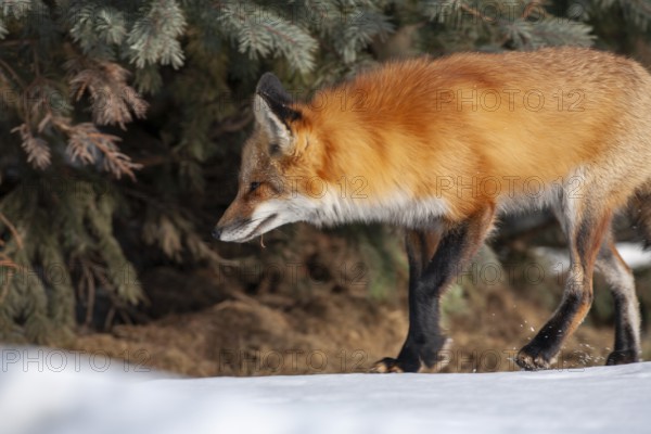 Red fox (Vulpes vulpes), Fox walking on snow and looking ahead, Close-up, Province of Quebec, Canada, North America