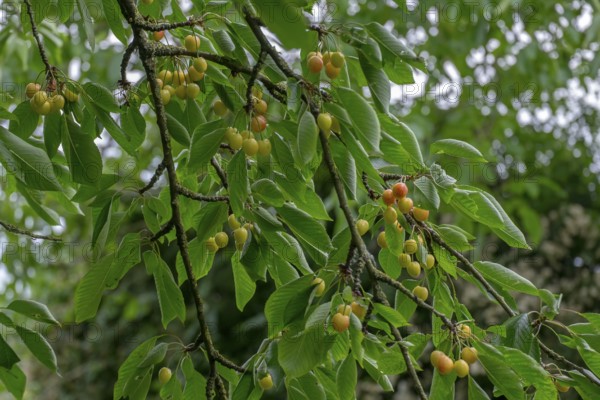 Unripe sweet cherries on a tree, North Rhine-Westphalia, Germany