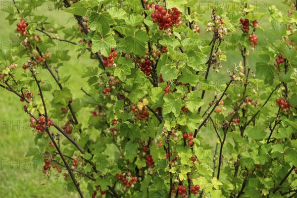 Currant bush (Ribes rubrum) with unripe and ripe berries, Netherlands
