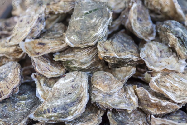 Oysters in the shell, market sale, Brittany, France