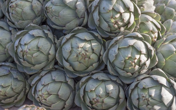 Market sale of artichokes (Cynara cardunculus, syn. Cynara scolymus), Brittany, France