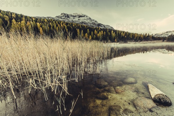 Lake Staz near Sankt Moritz in the Engadin in Switzerland. Morning atmosphere with fog in autumn. Water reflection and snow-covered mountains in the background