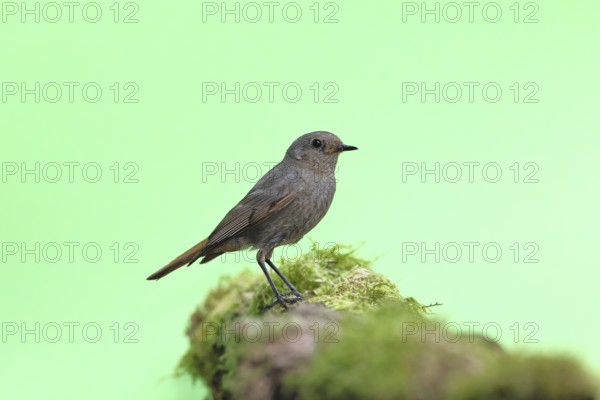 Black redstart (Phoenicurus ochruros), on a moss-covered tree stump in a garden, Wilnsdorf, North Rhine-Westphalia, Germany