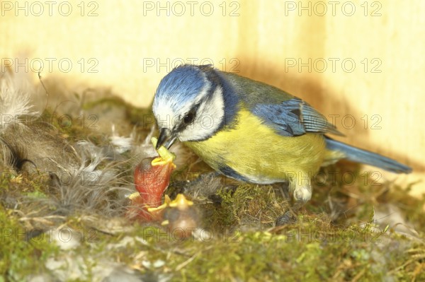 Blue tit (Cyanistes caeruleus) feeding the young in the nest with a caterpillar, Wilnsdorf, North Rhine-Westphalia, Germany