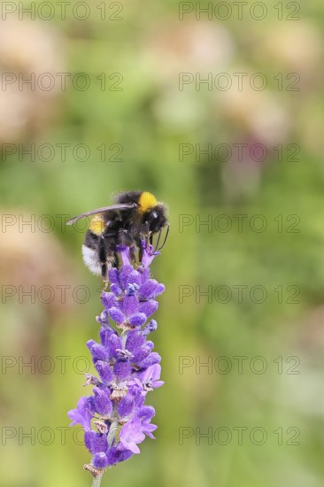 Ground bumblebee (Bombus terrestris), on a lavender flower (Lavandula angustifolia), macro photograph, bokeh in the background, Wilnsdorf, North Rhine-Westphalia, Germany