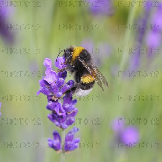 Ground bumblebee (Bombus terrestris), on a lavender flower (Lavandula angustifolia), macro photograph, bokeh in the background, Wilnsdorf, North Rhine-Westphalia, Germany