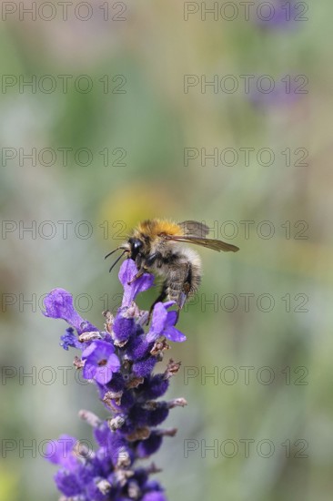 Field bumblebee (Bombus pascuorum), on a lavender flower (Lavandula angustifolia), macro photograph, bokeh in the background, Wilnsdorf, North Rhine-Westphalia, Germany