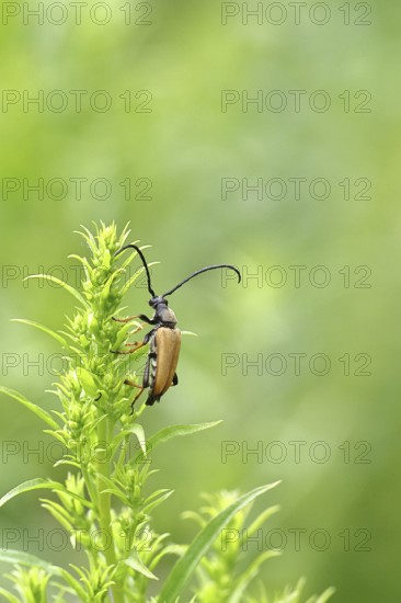 Red-necked buck (Stictoleptura rubra), male, on European goldenrod (Solidago), close-up, Wilnsdorf, North Rhine-Westphalia, Germany