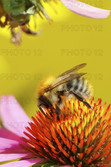 Field bumblebee (Bombus pascuorum), collecting nectar on a purple coneflower (Echinacea purpurea), close-up, Wilnsdorf, North Rhine-Westphalia, Germany