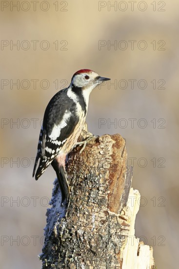 Middle spotted woodpecker (Dendrocopos medius) foraging on the trunk of a grey birch (Betula populifolia), Wilnsdorf, North Rhine-Westphalia, Germany