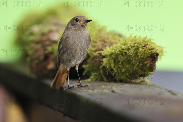 Black redstart (Phoenicurus ochruros), foraging in a garden, Wilnsdorf, North Rhine-Westphalia, Germany