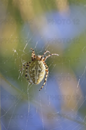 Aculepeira ceropegia, (Araneus ceropegia), macro photograph, spider, arachnid, Wilnsdorf, North Rhine-Westphalia, Germany