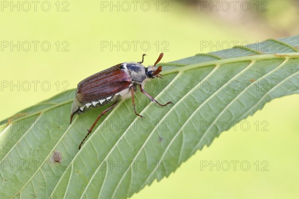May beetle, wood cockchafer (Melolontha hippocastani), male, on leaf of a horse chestnut (Aesculus hippocastanum), close-up, Wilnsdorf, North Rhine-Westphalia, Germany