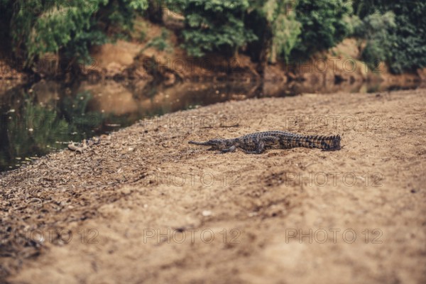 Special light atmosphere with crocodile in the outback in Windjana Gorge National Park in Australia
