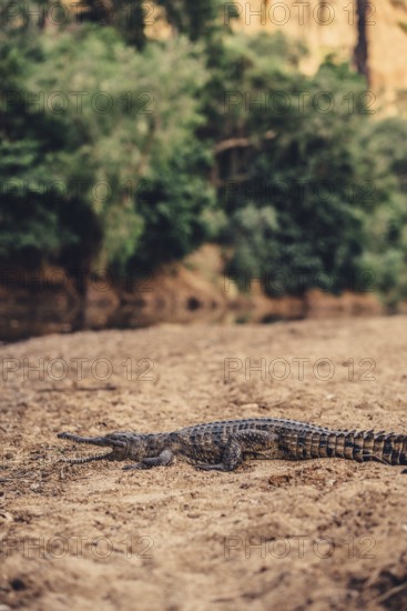 Special light atmosphere with crocodile in the outback in Windjana Gorge National Park in Australia
