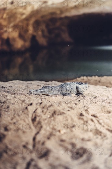 Tunnel Creek National Park with a crocodile in the north-west of Australia in the outback. Waters