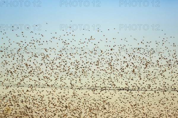 A flock of soaring starlings (Sturnus vulgaris) in the evening sky, full-frame, Camargue Regional Natural Park, France