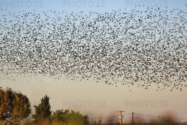 A flock of soaring starlings (Sturnus vulgaris) in the evening sky, Camargue Regional nature park Park, France
