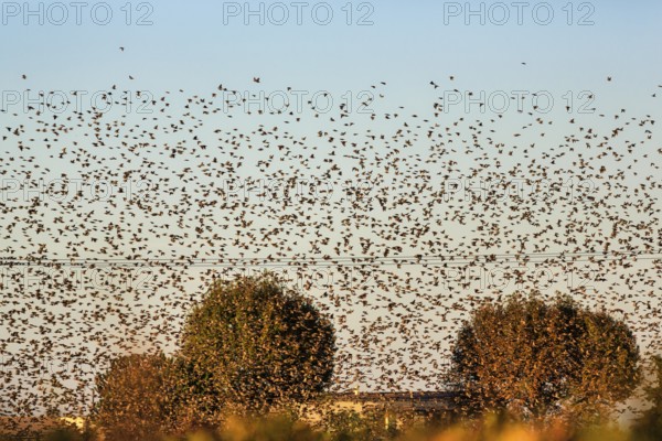 A flock of starlings (Sturnus vulgaris) landing in a field, Camargue Regional nature park Park, France