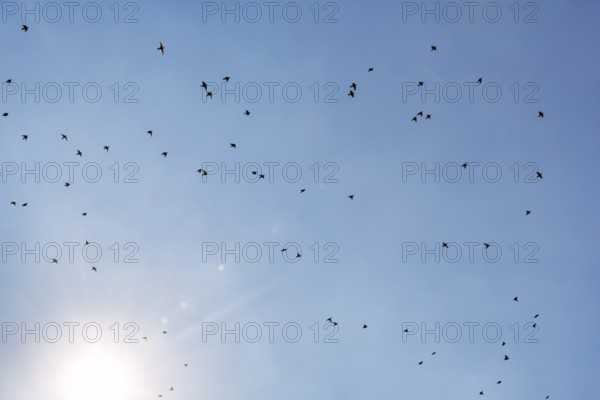 Starlings (Sturnus vulgaris) flying in the blue sky, sunbeams, Camargue Regional nature park Park, France