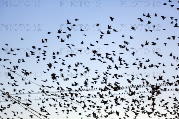 A flock of soaring starlings (Sturnus vulgaris), full-size, Camargue Regional nature park Park, France