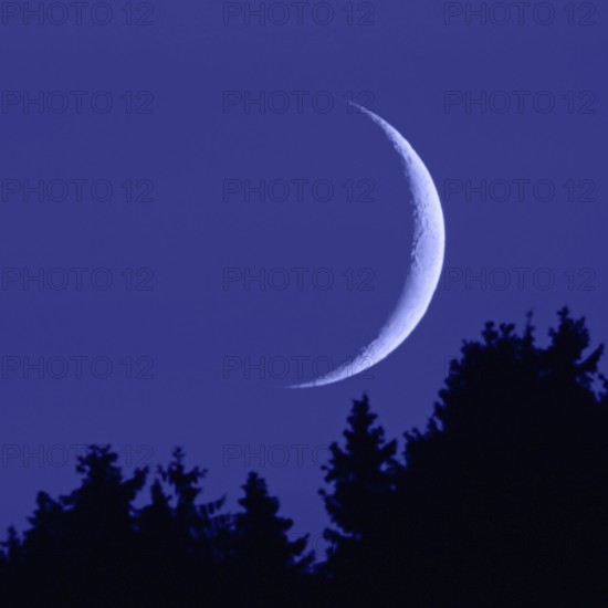 Crescent moon... Moon in the dark night sky, narrow, waxing moon in crescent shape above fir tops, fir tops, first quarter or waxing crescent, Lower Rhine, Sauerland, North Rhine-Westphalia, Germany, Western Europe