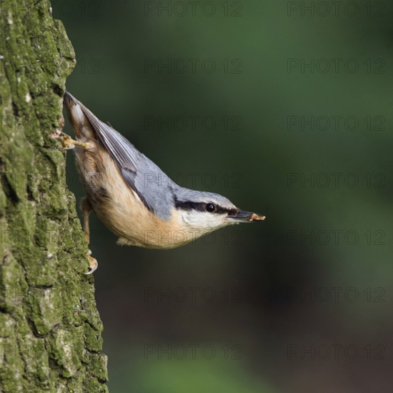 Typical nuthatch pose... European nuthatch (Sitta europaea) in typical nuthatch pose, sitting upside down on a tree trunk, an oak tree, with food in its beak, looking around in the forest, Lower Rhine, Meerbusch, Rhine district Neuss, North Rhine-Westphalia, Rhineland, Germany, Western Europe