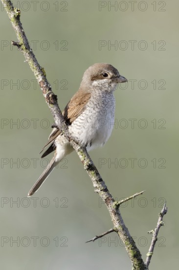 Red-backed shrike (Lanius collurio), adult female, sitting calmly and relaxed on a thorny branch in front of a distant, dissolved, natural background, native nature, Meerbusch, Rhein-Kreis Neuss, North Rhine-Westphalia, Rhineland, Germany, Western Europe