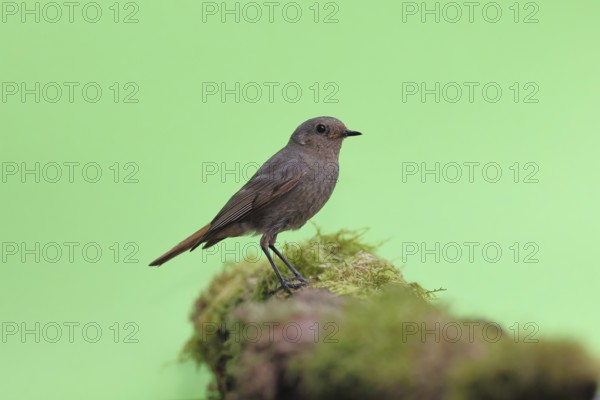 Black redstart (Phoenicurus ochruros), on a moss-covered tree stump in a garden, Wilnsdorf, North Rhine-Westphalia, Germany