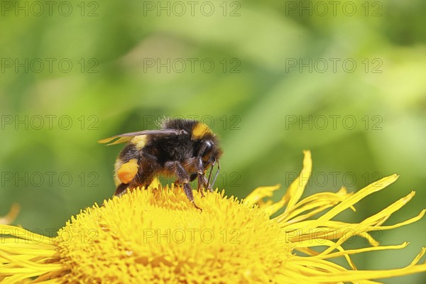 Earth bumblebee (Bombus terrestris), with pollen cup, collecting pollen on a yellow flower of a Great Telekie (Telekia speciosa), Wilnsdorf, North Rhine-Westphalia, Germany