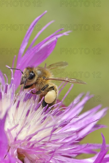 European honeybee (Apis mellifera), with pollen pellets, collecting nectar from a flower of the meadow knapweed or common knapweed (Centaurea jacea), macro photograph, Wilnsdorf, North Rhine-Westphalia, Germany