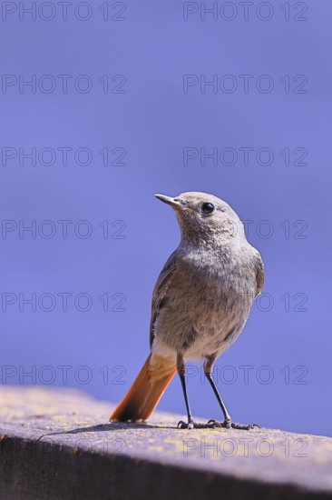 Black redstart (Phoenicurus ochruros), in front of a blue sky on a balcony, Wilnsdorf, North Rhine-Westphalia, Germany