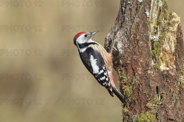Middle spotted woodpecker (Dendrocopos medius) foraging on the trunk of an oak (Quercus), Wilnsdorf, North Rhine-Westphalia, Germany