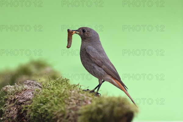 Black redstart (Phoenicurus ochruros), with a caterpillar as prey in its beak on a moss-covered tree stump in a garden, Wilnsdorf, North Rhine-Westphalia, Germany