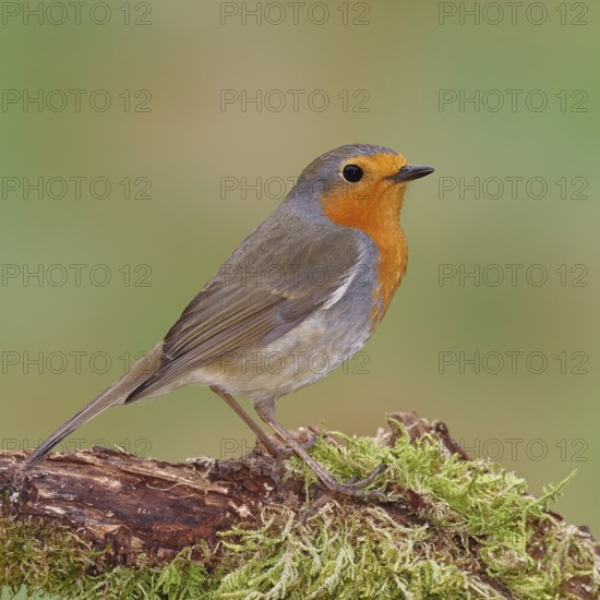 Robin (Erithacus rubecula), on moss-covered dead wood, Wilnsdorf, North Rhine-Westphalia, Germany