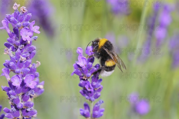 Ground bumblebee (Bombus terrestris), on a lavender flower (Lavandula angustifolia), macro photograph, bokeh in the background, Wilnsdorf, North Rhine-Westphalia, Germany