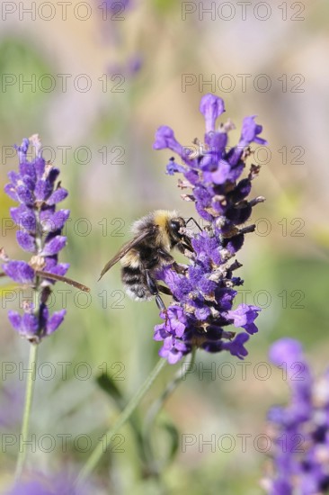 Field bumblebee (Bombus pascuorum), on a lavender flower (Lavandula angustifolia), macro photograph, bokeh in the background, Wilnsdorf, North Rhine-Westphalia, Germany