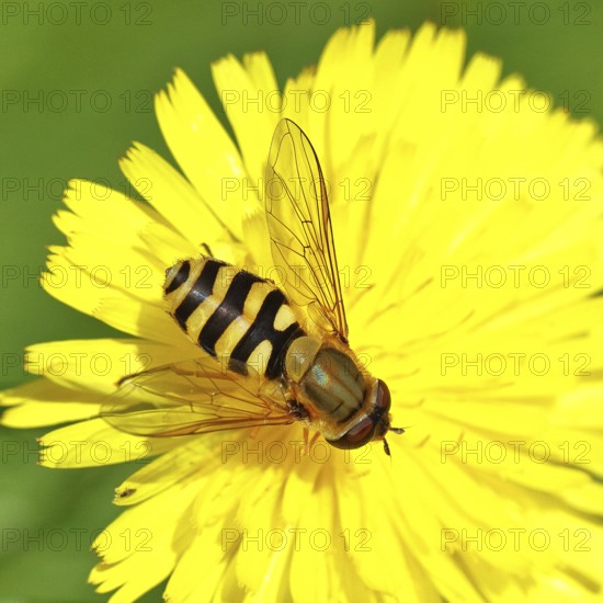 Garden hoverfly (Syrphus ribesii) on Hieracium lachenalii, Picris hieracioides (Picris hieracioides), close-up, Wilnsdorf, North Rhine-Westphalia, Germany