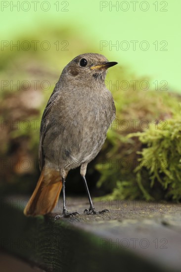 Black redstart (Phoenicurus ochruros), foraging in a garden, Wilnsdorf, North Rhine-Westphalia, Germany
