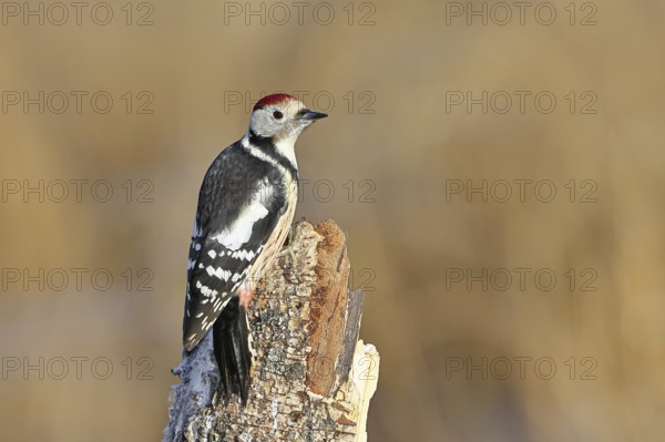 Middle spotted woodpecker (Dendrocopos medius) foraging on the trunk of a grey birch (Betula populifolia), Wilnsdorf, North Rhine-Westphalia, Germany