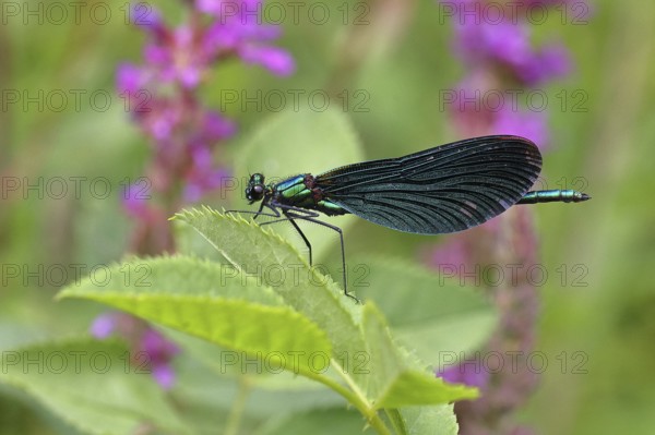 Blue-winged damselfly (Calopteryx virgo), male, on a leaf at a garden pond, close-up, Wilnsdorf, North Rhine-Westphalia, Germany